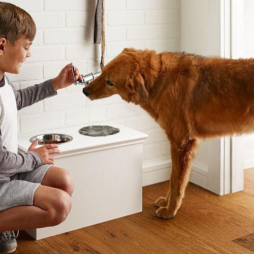 young boy feeding a dog